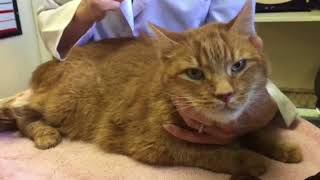 Advice for the newly diagnosed diabetic cat [upl. by Vance]