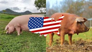 Selecting Best Breed Of Pig To Start Profitable Pig Farming  Tips For Beginners [upl. by Anerev]