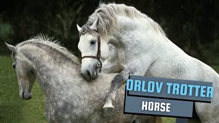 Orlov Trotter Horses  Oklahoma State University  Equestrian Horse Breeding secretanimals [upl. by Nanahs175]