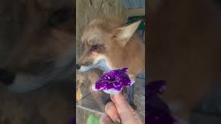 My lovely red fox Yeseniya domesticfox redfoxes pets foxsound [upl. by Lorna]