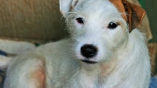 Parson Russell Terrier [upl. by Eniac464]