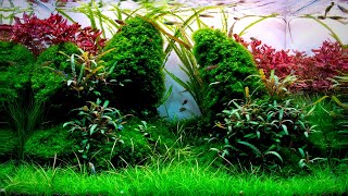 Complete Aquascaping Beginners Guide  Learn ALL The Basics [upl. by Read]