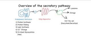 Overview of the secretory pathway [upl. by Grantley]