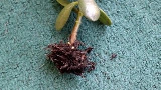 How do you root a Jade Plant   easy to root [upl. by Ruiz408]