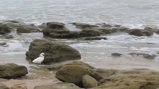 snowy egret fishing in the coquina pools [upl. by Remliw]