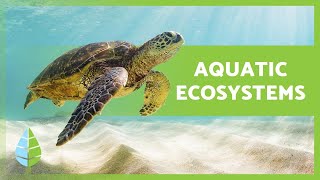 AQUATIC ECOSYSTEMS 🏝️🐠 Characteristics TYPES and Examples [upl. by Myna44]