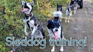 Training our sled dogs how do we do it [upl. by Yllaw]