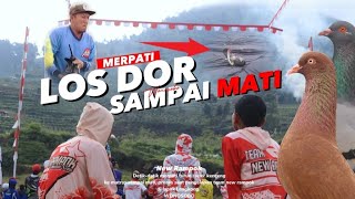 REAL  MERPATI LOS DOR LANGSUNG MATI [upl. by Crellen]