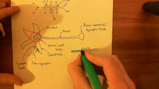 The GABAA Receptors and the Benzodiazepines Part 1 [upl. by Kissee]