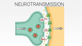 Neurotransmission Synaptic Transmission 3D Animation  shorts neuroscience youtubeshorts [upl. by Loren]