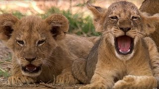 Cutest 6 Week Old Lion Cub  This Wild Life  BBC Earth [upl. by Gorrono]