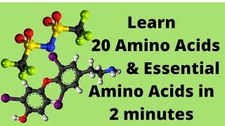 The 20 Amino Acids and Essential Amino Acids Mnemonic [upl. by Dorreg93]