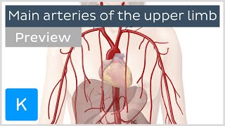 Main arteries of the upper limb preview  Human Anatomy  Kenhub [upl. by Nahshon657]