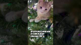 Both brats know how to mess up my Christmas 🎄 tree🤦🏻‍♂️🥺 greycats cuteanimal usa kitten [upl. by Enimzaj]