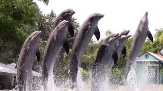 Dolphin Adventures Full Show  SeaWorld Orlando  July 20 2022 [upl. by Nehepts]