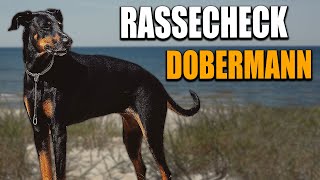 Dobermann Rassecheck  Rasseportrait Rassebeschreibung Informationen zur Rasse Dobermann [upl. by Yllop]