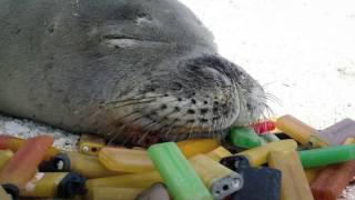 Species In The Spotlight Hawaiian Monk Seal [upl. by Ennayelsel]