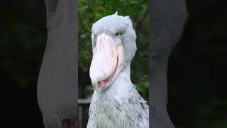 Shoebill Bird 🤯 shorts​ sciencefacts​ facts​ short​ factsfactsinhindi​viralshort [upl. by Tnafni]