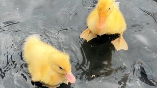 The Joy of Raising Baby Ducks [upl. by Trelu]