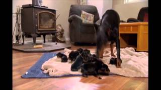 NY Dobermans  birth to new homes [upl. by Emmalynne]