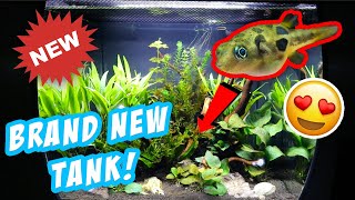 NEW Pea Puffer Tank Setup in Fluval Flex 15 [upl. by Ryan]