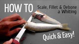 HOW TO Scale Fillet and Debone a Whiting [upl. by Hgielra]