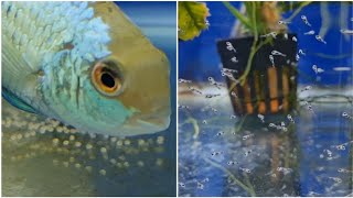 How to hatch electric blue acara cichlid fry Breeding Electric blue acara cichlids [upl. by Vaules932]