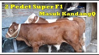 🔴 2 Pedet Super F1 Masuk Kandang OZ FARM [upl. by Tamiko271]