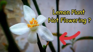 Why lemon tree Not Flowering  6 Reasons  Pure Greeny [upl. by Caine]