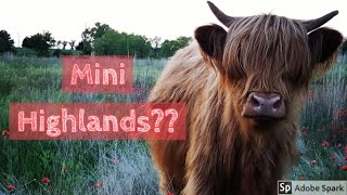 Are Mini Highland cows a thing [upl. by Ahsan]