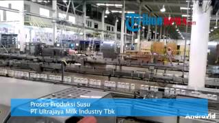 Melihat Proses Produksi Susu di Pabrik PT Ultrajaya Milk Industry Tbk [upl. by Daenis]