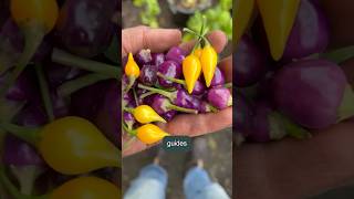 GROW Colorful hot PEPPERS🌶️🌶️gardening growyourownfood hotpepper [upl. by Hamlin327]