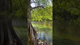 Scenic Views of Florida’s Popular Springs  Gilchrist Blue Springs Clear Kayaking in Gainesville 🛶 [upl. by Chaudoin]