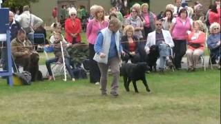 National Gundog 2011 Dog CC  Balrion Weathertop John Barleycorn [upl. by Novyar]