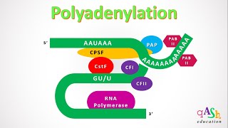 How To Determine The PolyA Tail Length Of mRNA [upl. by Layap]