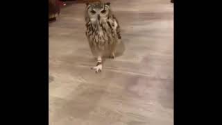 Owl running meme [upl. by Koren]