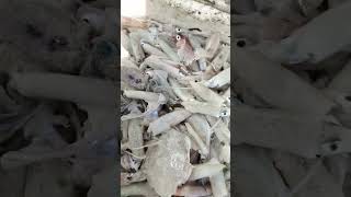 Loligo squid  cumi loligo reels reels fish viralvideo food shorts [upl. by Amethist]