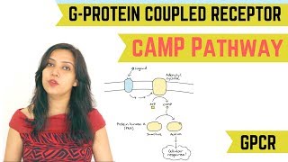 cAMP PATHWAY  GPROTEIN COUPLED RECEPTOR GPCR [upl. by Roddie]