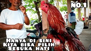 TERBUKTI  ayam Bangkok di pasar ini banyak yang mantul [upl. by Enilecram]