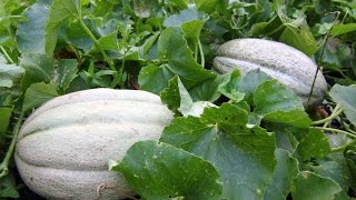 How To Pick A Ripe Cantaloupe From The Garden [upl. by Ariamat]