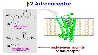 Bronchodilators Part 1 Principles of Respiratory Airflow and Development of Selective Drugs [upl. by Frulla]