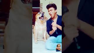 dog comedy doglover funny calendar labrador tumharesivakuchnachahatkarenge [upl. by Anatnom]