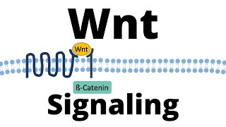 Wntßcatenin Signaling Pathway [upl. by Branden]