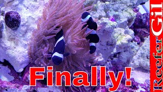 How To Get Clownfish To Host Anemone [upl. by Choo]