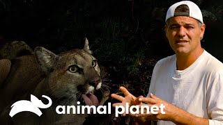 Pumas al acecho de todo un poblado  Wild Frank en California  Animal Planet [upl. by Morton510]