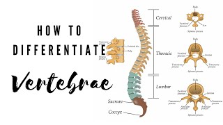 How to differentiate Vertebrae  Viva Voce of Anatomy [upl. by Naesyar]