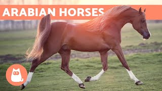 Arabian Horse  Origin Characteristics and Temperament [upl. by Anwat602]