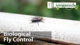 Control White fly Infestation w this simple Treatment  Pesticide Free Method for Organic Gardening [upl. by Annodahs]