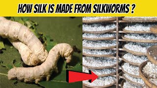 How Silk Is Made From Silkworms  How Its Made  How Silk Is Produced From Silkworms  Gear Kit [upl. by Chrisy]