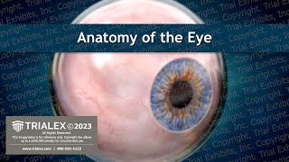 Anatomy of the Eye  Medical Animation [upl. by Topping]